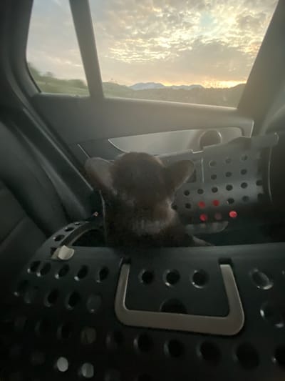 A close-up shot, taken from inside a vehicle, features a dark-colored pet carrier with a dark-colored cat looking out. The cat's head and ears are visible, with its body mostly obscured by the carrier. The carrier itself is black plastic with numerous circular holes. The exterior of the carrier has a silver metal latch. To the left of the carrier, a window reveals a cloudy sky with hints of sunset lighting. The sky is bright with diffused sunlight illuminating the clouds, creating a golden hue. In the distance, through the window, a green landscape with rolling hills or mountains is visible. The scene is likely taking place in a rural or semi-rural area, given the landscape. The overall impression is that the cat is traveling in a car, with the sun setting outside. No visible text is present in the image.