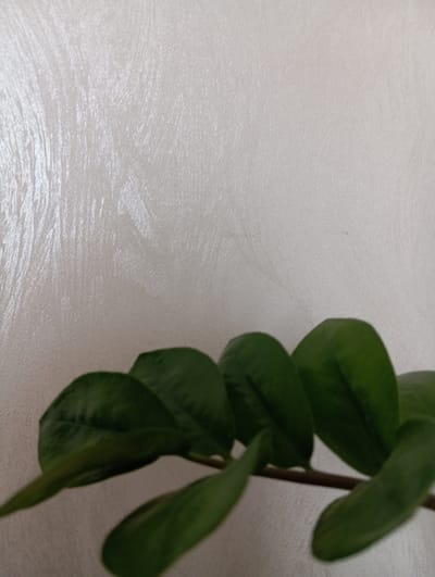The image depicts a close-up view of a plant's leaves against a textured off-white wall. The leaves are dark green and appear to be from a Zamioculcas zamiifolia, commonly known as a ZZ plant. The plant is positioned in the foreground, with its leaves extending across the lower portion of the frame. The wall behind the plant has a subtle, brushed texture, with vertical lines visible. The lighting in the image is soft, casting gentle shadows and highlighting the glossy surface of the leaves. There are no people or other objects clearly visible in the scene. The location in Hlynytsi, Ukraine is not discernible from the visual information provided in the image.