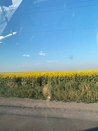 The image depicts a vast field of sunflowers under a clear blue sky. The sunflowers are in full bloom, their yellow petals creating a vibrant blanket that stretches to the horizon. The field is bordered by a dense growth of green foliage. In the foreground, a dirt road runs parallel to the field. The scene is captured from a moving vehicle, as indicated by the reflections on what appears to be a windshield. The location is stated to be in the city of Maiske, Ukraine.