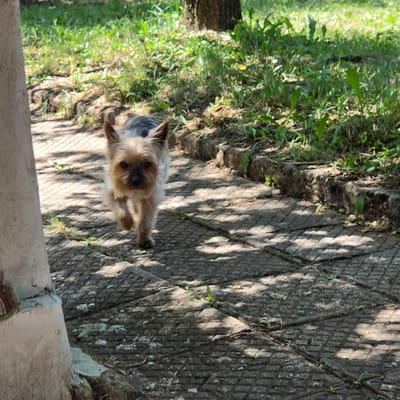 A small, light brown Yorkshire terrier dog with dark eyes and a black nose is walking on a paved pathway. The dog is in the center of the frame, moving towards the viewer. The pathway is made of square concrete tiles with visible lines between them. Sunlight casts dappled shadows on the pathway, indicating an outdoor setting with trees. To the left of the pathway, a light-colored, textured vertical structure, possibly a column or wall, is partially visible. Behind the pathway, there is a grassy area with green vegetation and a hint of tree bark visible in the upper center, suggesting a natural or park-like environment. The scene is located in Ravnogor, Bulgaria.