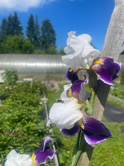 The image shows a close-up of several Iris flowers, with some of their petals being white and others a deep purple with yellow accents. The flowers appear to be outdoors, with a bright blue sky and green foliage in the background. A rough, weathered wooden beam runs diagonally across the top of the frame, casting a shadow over some of the flowers. In the background, there are hints of coniferous trees and what appears to be a greenhouse structure. The lighting suggests it is daytime, likely a sunny day. The orientation of the image is rotated. There is no visible text in the image.