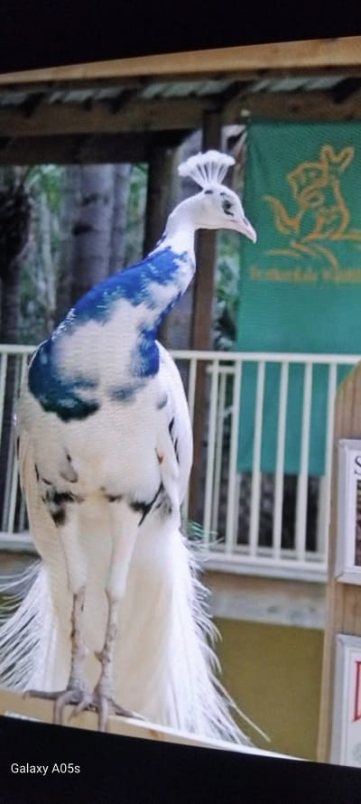 The image displays a pied peacock, predominantly white with striking patches of bright blue feathers on its neck and upper body. The bird is captured in a slight upward gaze, with its characteristic white crest clearly visible on its head. Its long, flowing white tail feathers extend towards the bottom right of the frame. The peacock is perched on a branch or similar wooden structure, with its scaled legs and feet visible.

The setting appears to be an outdoor or semi-outdoor enclosure. Behind the bird, a vibrant green fabric, likely a banner or tapestry, hangs vertically, featuring a prominent yellow, stylized design that resembles a bird or mythical creature. To the right of the peacock, a white, slatted structure, possibly part of an aviary or fence, is visible. Above the bird, two light-colored framed objects are partially seen; one appears to have the letter "S" and the other the number "1". The background suggests greenery and wooden elements, indicating a natural or built environment for animals.

The scene depicts the bird standing still, observing its surroundings. The lighting suggests it is daytime. The location is contextualized as Zavoy, Bulgaria. No specific emotions are discernible from the bird. The text "Galaxy A05s" is visible in the bottom right corner, indicating the camera used.
