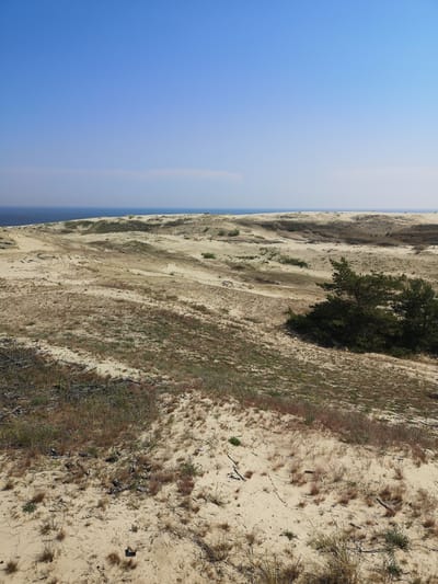 The image shows a panoramic view of the Curonian Spit, a sand dune landscape near the city of Morskoye, Russia. The foreground is dominated by sandy terrain with sparse, dry vegetation and some scattered dead branches. The middle ground features rolling sand dunes with patches of green grass and a cluster of pine trees on the right. In the background, more sand dunes stretch towards the horizon, where the blue sea meets a clear, pale blue sky. The lighting suggests it is a sunny day. There are no people or animals visible in the scene.
