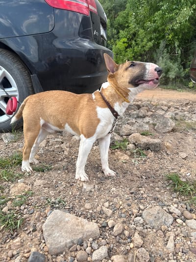 A tan and white Bull Terrier dog stands on a rocky, dirt-covered surface adjacent to a black car. The dog, wearing a brown leather collar and leash attached to the car tire, gazes upward. The background consists of scattered rocks and sparse patches of grass. Part of a car's rear tail light and a green tree can be seen as well. There is no information about a city.