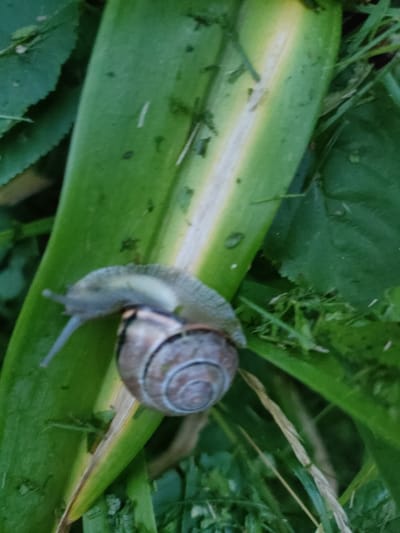 A snail with a spiral shell is on a broad green leaf, its body extended and appearing to be moving. The leaf has a lighter, yellowish-green stripe running down its center. Surrounding the leaf is lush green vegetation, including blades of grass and other leaves, suggesting an outdoor, natural environment. The lighting appears to be natural, and the image is likely a close-up photograph taken outdoors in a rural or garden setting within the Дзешчанскі сельскі Савет, Belarus. No people are present.