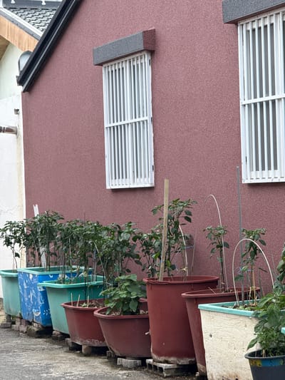 The image captures an outdoor scene in Mokpo-si, South Korea, depicting a row of potted plants situated in front of a textured, reddish-pink building. Two white-grated windows are visible on the building's facade. The plants are in various containers, including a light blue patterned plastic tub, several teal-colored tubs, and larger, dark reddish-brown pots. Some of the plants have stakes for support. The ground is paved with concrete. The overall impression is of a residential area, possibly a backyard or alley, with a focus on home gardening. There are no people or animals present in the image.