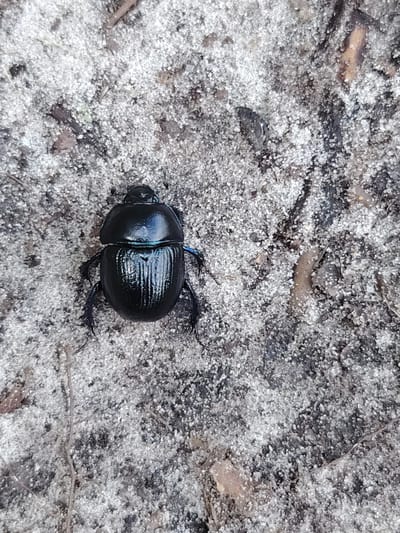 A black dung beetle is centered on a patch of sandy ground with scattered debris. The beetle is shiny and appears to have iridescent blue markings on its wing casings and legs. The ground is composed of small, light-colored sand grains mixed with darker soil particles, small twigs, and dried plant matter. The lighting suggests an outdoor environment under natural light, possibly during the day. The image appears to be a close-up shot focused on the insect. The location is Цярухскі сельскі Савет, Belarus.