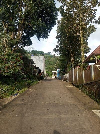 The image presents a serene, sunlit view down a narrow, paved road in Yusipang, Bhutan. The gray concrete road extends into the distance, appearing to gently ascend towards a verdant, cultivated hillside topped with distant structures under a bright, partly cloudy sky.
On the left side of the road, large, mature trees with dense green foliage create a natural canopy. Beneath them, abundant bushes and smaller plants grow, featuring clusters of small red berries. Further along this side, a simple, light-colored building with a flat roof is partially visible, obscured by other modest dwellings and lush greenery. Numerous power lines crisscross above the road and between buildings.
The right side of the road is lined by a low, multi-colored fence (possibly white and tan/brown planks), behind which a stone retaining wall supports the slightly elevated terrain. Further back, a small gazebo-like structure with a distinctive reddish-brown tiled roof and decorative elements is partially visible through the trees. A taller tree with lighter green leaves stands prominently on this side. In the mid-ground, a light blue building can be seen.
The scene is bathed in bright daylight, suggesting either morning or late afternoon. The sky is mostly clear with some scattered clouds. No people are clearly visible in the foreground, contributing to a sense of tranquility and an unhurried atmosphere in this rural or semi-rural setting. There is no visible text in the image.