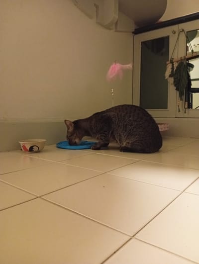 A tabby cat is drinking from a blue mat. To the left of the cat is a white bowl with a red and black design. The cat is on a tiled floor next to a light-colored wall. In the background, a door with glass panels is visible, and a pink feather toy hangs on the wall. The scene appears to be indoors in a domestic setting.