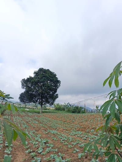A field of young plants stretches across a hillside under a cloudy sky. A large tree stands near the center, with smaller trees and bananas visible in the background. A wire fence runs along the edge of the field. Large, green leaves of a cassava plant frame the scene on the right side of the photo. The foreground is dominated by brown soil where plants are sparsely organized in rows.