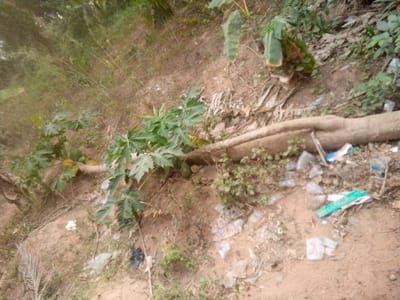 A small papaya tree, bearing ripe fruit, grows on a sandy embankment. A large, exposed tree root lies horizontally across the slope. Scattered plastic debris litters the ground around the root and the base of the papaya tree. Other greenery and foliage fill the background and top of the frame.