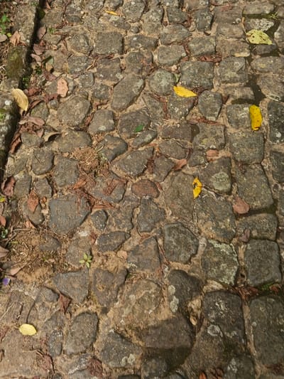 A textured ground covers most of the image, consisting of irregularly shaped stones. These stones have varied tones, including grey, brown, and hints of green. The spaces between the stones are filled with dirt and small bits of debris such as fallen leaves and twigs. A line of larger, moss-covered stones borders the scene's left edge. Small patches of greenery, including a few scattered leaves and tiny plants, are visible.