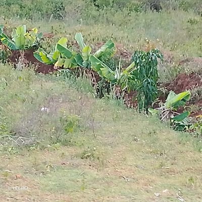 The scene depicts an outdoor agricultural landscape within Kola ward, Kenya. The foreground and midground consist of a gentle incline covered in sparse, dry herbaceous vegetation, primarily light green and brownish grasses. A distinct linear cultivation strip traverses the midground, featuring multiple banana plants (Musa species) characterized by their large, vibrant green leaves. These plants are rooted in patches of dark brown, tilled soil, indicative of agricultural activity. Interspersed within this strip is a single, denser bushy plant with smaller, darker green foliage, positioned towards the right side of the cultivated row. The background comprises a denser canopy of green vegetation, suggesting further growth on an ascending slope. No human or animal subjects are visible. A small, unidentifiable white object is present within the grassy foreground on the left. The image is marked with a '© TECNO' watermark in the lower-left corner.