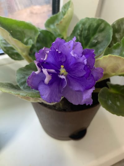 In Яманово, Russia, an African violet plant sits in a brown pot on a white surface, possibly a windowsill, near a window with a blurred background. The plant has large, fuzzy green leaves and a prominent, ruffled purple flower with lighter purple edges and yellow stamens in the center. The lighting suggests it is daytime, likely indoors.