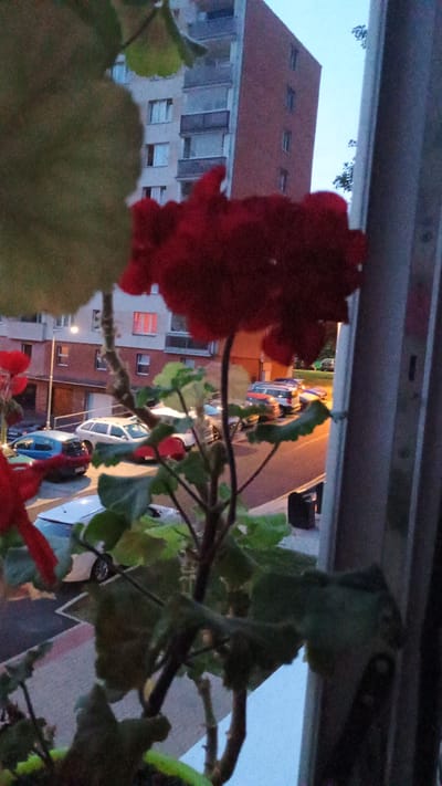 The image shows a view from a balcony, looking down onto a street in Sokolov, Czechia, at dusk. In the foreground, out-of-focus red geranium flowers and green leaves are prominent. Beyond the flowers, a multi-story brick apartment building is visible, with balconies on several floors. Below the building, cars are parked on the street and in a parking lot. The streetlights are on, casting a warm glow. The sky is a dusky blue. A metal railing is visible on the right side of the frame.