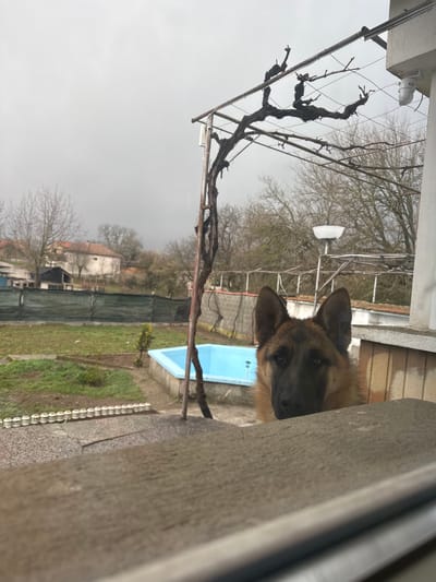 The image depicts an outdoor residential scene in Rozovo, Bulgaria, under an overcast sky. In the immediate foreground, a textured, out-of-focus concrete or stone ledge runs horizontally. A German Shepherd dog, with tan and black fur and erect ears, is positioned in the midground, peering over this ledge. Its head and upper torso are visible, with its gaze directed towards the viewer.
To the right of the dog, a white building structure is partially visible. Above the dog and extending across the upper midground is an arbor system, featuring a gnarled, bare vine with multiple leafless branches supported by metal wires and poles. A white outdoor security camera is mounted on the white building structure, positioned above the arbor and to the right.
The background shows a yard or garden area. A patch of green ground with sparse vegetation is visible, leading to a small, light blue, rectangular basin, likely a pool or water feature, situated in the lower mid-background. A small, bare sapling or bush stands near the pool. A dark mesh fence extends horizontally across the middle of the background, separating the immediate yard from further properties. Beyond this fence, several residential buildings with reddish-brown tiled roofs and white facades are visible, interspersed with numerous bare deciduous trees. An outdoor streetlamp with a white shade is discernible near the center-right of the background, above the fence line. The sky is uniformly light grey, indicating an overcast condition.