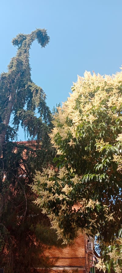 This is a medium shot, captured from a low angle, showcasing the lush greenery of two trees set against a clear, bright blue sky. The tree on the left is a tall conifer, its branches arching dramatically like a swan's neck, creating a distinct silhouette. Its dark green foliage contrasts with the lighter, more delicate blossoms of the tree on the right. This second tree is covered in clusters of small, creamy white flowers, creating a soft, airy appearance.

Peeking from behind the trees, a brick building is partially visible. The bricks are a warm, reddish-brown hue, and the building appears to be a few stories high. A small, white-paned window with dark trim is visible on one section of the building, suggesting it might be an apartment or office building. A metal railing or pipe runs along the side of the building near the window. The overall scene suggests a pleasant day, likely during springtime or early summer when the trees are in bloom. The lighting indicates it's daytime, with the sun casting shadows and highlighting the textures of the leaves and bricks. The location context of Alcalá De Henares, Spain, places this scene in an urban or suburban environment where greenery is integrated with architecture. There is no visible text in the image.