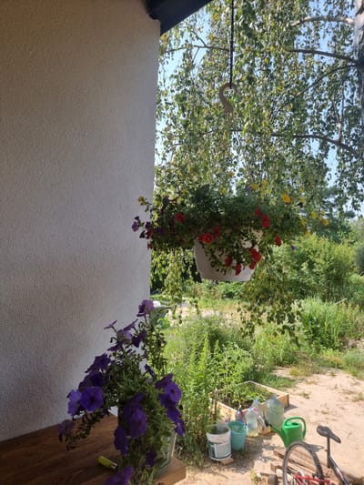 The image captures a scene at a residence in Szczaki, Poland. A white, textured wall occupies the left side of the frame, suggesting an outdoor architectural element like a porch or building facade. Hanging from what appears to be a tree branch, a white planter overflows with a mix of red, yellow, and purple petunias, their blooms trailing downwards. Below this hanging planter, on a wooden surface, a glass vase holds a cluster of vibrant purple petunias, accompanied by a green lighter.
The background is a lush, green landscape dominated by trees and foliage under a clear blue sky. In the lower right quadrant, a garden bed with wooden borders is visible, containing various green plants. Scattered around the garden bed are several items, including blue buckets, large plastic bottles of water, a green watering can, and a bicycle wheel with part of its red frame. The ground appears to be sandy and uneven, typical of a rural or suburban outdoor setting. No people are present in the image, and there are no overt actions or interactions depicted. The overall impression is one of a casually maintained outdoor space, likely a garden area adjoining a dwelling.