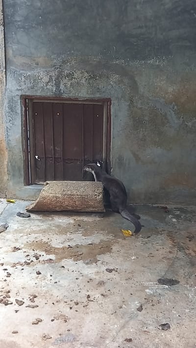 A dark gray Asian palm civet stands on a rough, light brown cylindrical object adjacent to a barred window in a derelict interior. The civet has a yellowish object, possibly food or a leaf, in its mouth. The walls are severely weathered and stained with irregular brown and gray patterns. The location is implied to be Tambon Takdat, Thailand. No people are visible.
