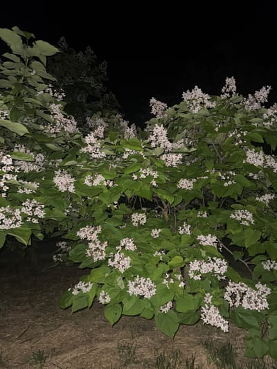 In the city of Egorlykskaya, Russia, an image captured at night shows a blooming Catalpa tree with abundant white flowers and large green leaves. The ground beneath the tree is covered with dry grass and straw. The dark sky provides a stark contrast to the illuminated flowers and foliage. No people are visible in the frame, and no discernible actions or interactions are taking place. The scene is static and focuses solely on the natural beauty of the tree at night.