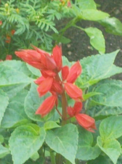 A close-up, slightly blurry, eye-level shot shows a cluster of bright red salvia flowers in bloom. The flowers are arranged on a stalk, with many small, tubular petals pointing upwards and outwards. The petals are a vibrant red, with some hints of orange. The leaves of the salvia plant are a lush green, large and heart-shaped with serrated edges. They form a backdrop to the bright flowers. In the background, out of focus, are more green foliage and dark soil. The overall impression is one of vibrant floral growth in a natural setting. The provided coordinates place this scene within the Тумілавіцкі сельскі Савет, Belarus.