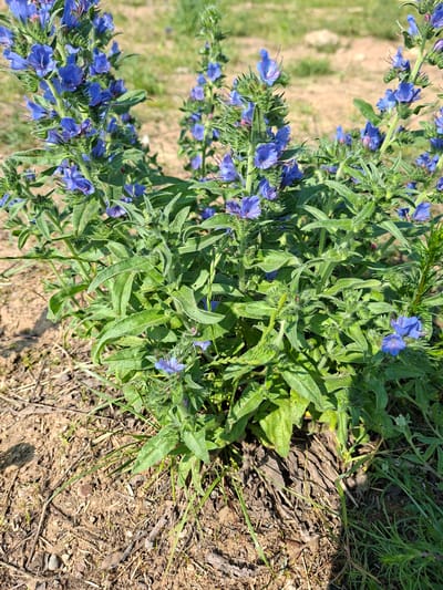 This media file is a close-up, vertical shot of a plant with numerous small, bright blue flowers and green, hairy leaves. The flowers are clustered along the stems, and some appear to be in bud. The plant is growing in dry, brown soil with sparse blades of grass and small stones. The background is blurred, showing a field with patches of dry vegetation and some green grass, suggesting an outdoor, natural setting.
The scene depicts a plant in bloom, likely in a field or roadside environment. The lighting suggests it is daytime, with sunlight illuminating the plant and casting shadows. There are no people or animals visible in the image. The overall impression is one of natural beauty and a simple, unadorned landscape. The image was taken in Dzyarzhynsk, Belarus.