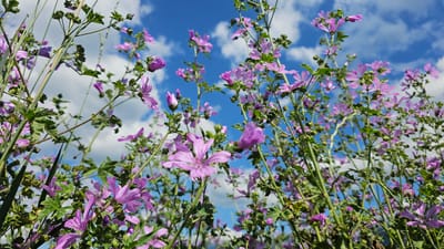 This image is a low-angle shot of wild mallow flowers with purple blossoms and green leaves against a bright blue sky with scattered white clouds. The flowers are in various stages of bloom, with some fully open and others as buds. The stems of the flowers are thin and green, some are upright while others are bent over. The scene appears to be in an outdoor natural setting, possibly a meadow or a roadside. There are no people or man-made objects visible in the frame. The lighting suggests it is daytime. The location is identified as Tazha, Bulgaria.
