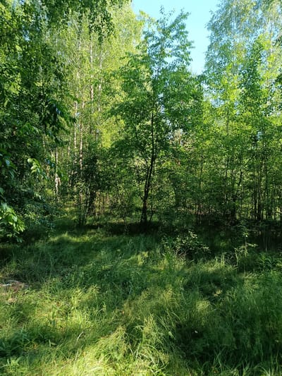 The image depicts a sun-dappled forest floor in Zabir'ya, Ukraine, with tall trees and lush green grass. The sun casts shadows across the ground, highlighting the textures of the vegetation. The trees are dense, creating a natural canopy that filters the sunlight. The overall scene is one of natural beauty and tranquility.