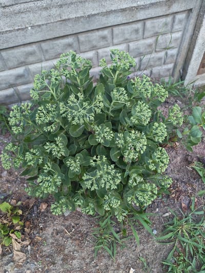 The image displays a plant with numerous clusters of small, pale green buds in various stages of development. The plant has thick, fleshy leaves and is situated in what appears to be a garden or yard. Behind the plant, there is a grey, textured concrete wall, likely part of a fence or building. The ground beneath and around the plant consists of soil, dry leaves, and some green grass. The overall scene suggests an outdoor environment in a suburban or residential area. There are no people or animals visible in the image. The location is specified as Vasilkovo, Russia.
