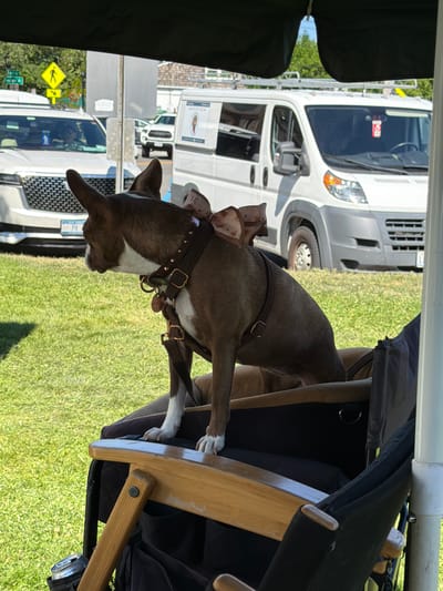 A brown and white dog with a pink bow on its head sits in a collapsible chair outdoors. The dog is wearing a brown collar with gold studs. In the background, there are white vans, a white SUV, and trees. The scene appears to be in a park or a street in the Village of Sag Harbor, United States of America. The dog is looking to the left. The chair is made of wood and black fabric. There is a can of soda on the left side of the chair.