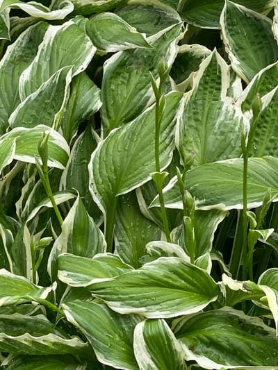 The image shows a close-up, overhead view of a dense cluster of hosta plants. The leaves are predominantly green with striking white or cream-colored margins, and some leaves exhibit variegation with streaks of lighter green. The surface of many leaves is wet, with visible water droplets, suggesting recent rain or watering. Several upright green stems, likely flower stalks, are emerging from the foliage, some with small, unopened buds at their tips. The overall impression is of lush, healthy foliage in an outdoor setting. The image does not contain any people, or clear indications of a specific location beyond being outdoors in a place where hostas are grown.