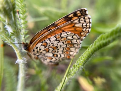 A close-up photograph depicts a butterfly perched on a green, fuzzy plant. The butterfly's wings are predominantly patterned with orange, white, and black markings. The background features out-of-focus green foliage, suggesting a natural outdoor setting. Based on the user's prompt, the location is Popasne, Ukraine. The specific details of the image don't provide any additional information regarding the city of Popasne, Ukraine.