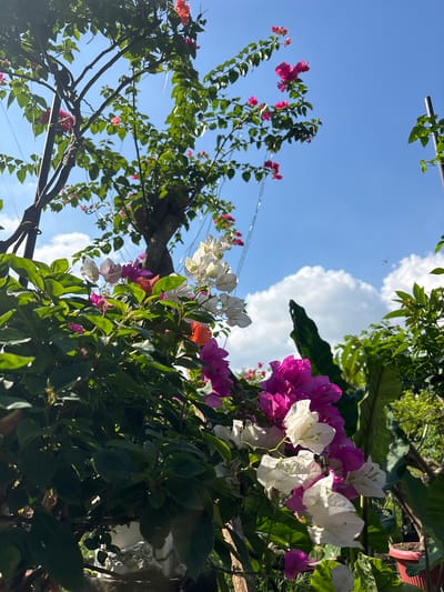 The image shows a view looking up at a bougainvillea plant with white, pink and red flowers against a blue sky with white clouds. The plant is located in Cemagi, Indonesia. The bougainvillea is partially supported by a dark metal or plastic structure. Other green foliage and branches are visible in the background.