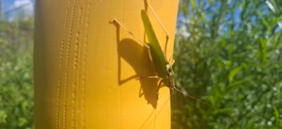 A green katydid with long antennae is perched on a textured yellow vertical surface, likely a pole. The insect is facing right, its body angled downwards. Behind the yellow surface, out of focus, is lush green foliage under a bright blue sky, suggesting an outdoor environment. The scene appears to be a close-up photograph taken in natural light. There are no people or buildings visible. The location within Zubovo, Russia, is not specified in the visual information.