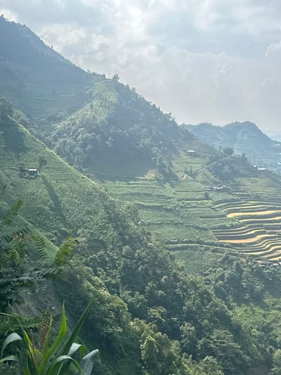 The image depicts terraced fields carved into the hillside in Mậu Duệ Commune, Vietnam. The fields are a mix of green vegetation and sections with a yellow hue, likely indicating different stages of growth or types of crops. The landscape is dominated by the steep, mountainous terrain covered in dense foliage. In the foreground, plants with broad, green leaves are visible. The sky is overcast.