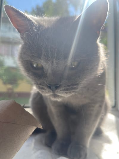 A close-up, low-angle shot shows a gray cat with bright yellow-green eyes peering intently at the camera. The cat is positioned in the foreground, with its face slightly obscured by sunlight. Its ears are prominent, with one tilted forward and the other angled slightly back. The background is blurred, showing out-of-focus greenery and buildings, suggesting an outdoor setting likely near a window. A crumpled piece of brown cardboard is visible in the lower left corner of the frame. The overall lighting is bright, with sun flares creating lens effects and highlighting the cat's fur. The image was taken on a sunny day.