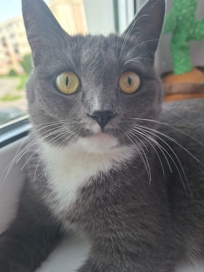 The image is a close-up, vertically oriented shot of a gray and white domestic cat's face. The cat has large, round, yellowish-green eyes with black vertical pupils. Its whiskers are prominent and white, fanning out from its muzzle. The cat has gray fur with a patch of white on its chest and throat.
The background is out of focus but appears to be indoors near a window. There are hints of greenery, possibly a plant, to the upper left and a blurred view of buildings and the sky outside the window. The lighting suggests daytime. The cat's gaze is directed towards the camera, and its expression could be interpreted as curious or attentive. There is no visible text in the image. The location context provided is Dzyarzhynsk, Belarus.