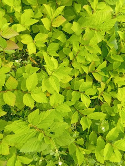 This is a top-down, full-frame shot of lush, bright green foliage. The leaves are serrated along the edges and exhibit a textured surface with prominent veins. They grow in clusters on thin, reddish-brown stems that crisscross the frame. Some leaves display a slight yellowish or reddish tint, particularly at their edges, suggesting new growth or variations in light exposure. Interspersed among the leaves are a few small, white flowers, some of which appear to be in bloom. The overall impression is one of dense, vibrant plant life. The scene is located in Gwada, Nigeria.