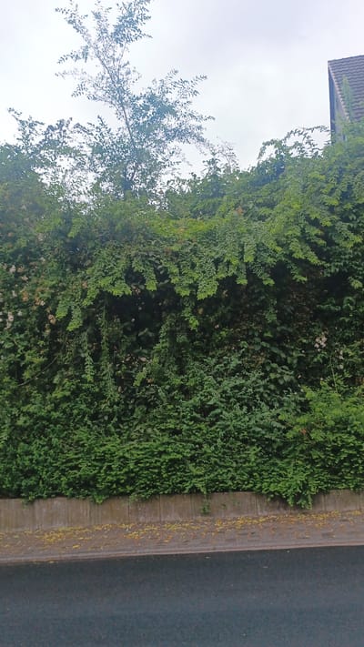 A dense, overgrown hedge with lush green foliage dominates the foreground, extending across the entire width of the image. The hedge is interspersed with small, pale pink flowers, some of which are clustered together. At the top of the hedge, a thin tree with sparse, leafy branches extends upwards towards a cloudy, overcast sky. To the far right of the image, a portion of a building with a dark, tiled roof is visible, partially obscured by the vegetation. Below the hedge, a concrete barrier separates it from a sidewalk or pathway that is covered in scattered yellow leaves. The pathway leads to a dark asphalt road, which occupies the bottom of the frame. The scene appears to be an outdoor urban setting in Windeck, Germany.