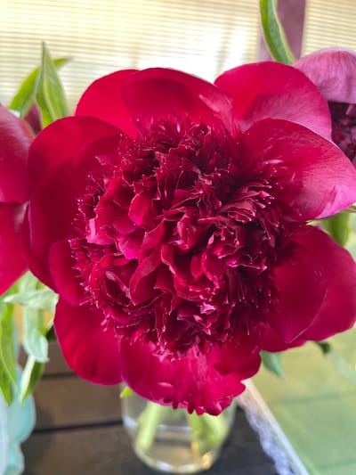 A close-up, slightly angled overhead view captures a vibrant, deep red peony flower in bloom. The flower exhibits a dense, ruffled center with numerous petals, creating a textured appearance. The outer petals are broader and smoother, framing the intricate inner layers. To the left, hints of green foliage and another red petal are visible, suggesting the presence of more flowers or buds. A pinker peony bloom is partially visible in the upper right corner. The flower is presented in a clear glass vase, with its stem submerged in water. The background consists of horizontally striped, pale yellow blinds, and a blurred green surface, possibly a tablecloth or fabric. A dark wooden surface runs horizontally across the lower part of the frame, beneath the vase. The scene is indoors, on a table, likely in a residential setting. No people are present in the image. The photograph was taken on a bright day, with soft lighting illuminating the flower. The image does not provide any specific details about the location within Zaķumuiža, Latvia.