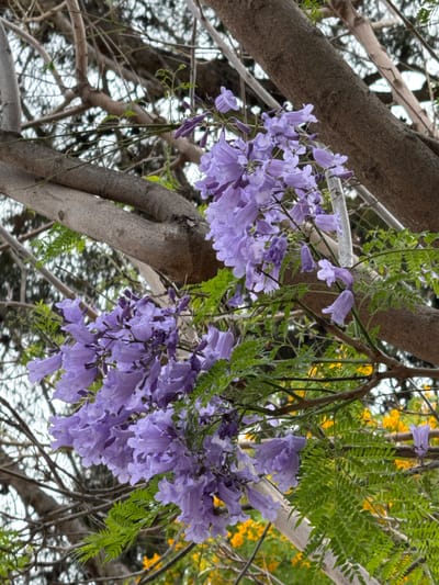 The image shows a close-up view of a tree branch adorned with clusters of vibrant purple jacaranda flowers and delicate green fern-like leaves. The branches of the tree are thick and grey, with a rough texture, and are intertwined with thinner branches. In the background, out of focus, are hints of yellow flowers and a bright sky. The overall scene depicts a natural setting, likely a park or garden, evoking a sense of springtime beauty. There are no people or animals visible in the image. The photograph appears to have been taken outdoors, possibly in the city of Benirredrà, Spain, a region known for its jacaranda trees which bloom spectacularly in late spring.