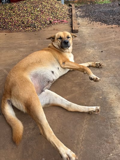 A tan dog sprawls on its back on a rough, concrete surface. Its legs are splayed wide, paws up in the air. Patches of drying coffee beans, both red/green and dark brown/black, lie next to the dog on the left side of the frame, separated by wooden beams. The dog's belly is lighter in color, with visible dark spots. The dog appears relaxed, eyes closed. The backdrop is a textured, neutral brown surface.