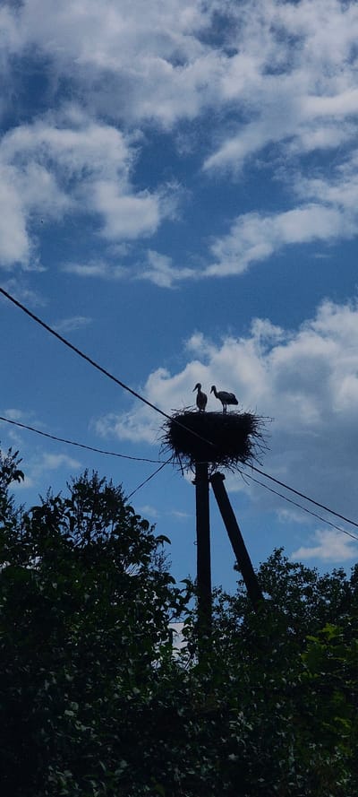 Two storks are silhouetted in their nest, which is perched atop a utility pole. The nest is made of sticks and appears to be large and well-constructed. The storks are standing in the nest, facing in opposite directions. The sky behind them is a bright blue with scattered white clouds. Green trees are visible in the foreground, obscuring the base of the pole. Power lines also run diagonally across the scene. The image is taken in Малая Листовка, Russia.