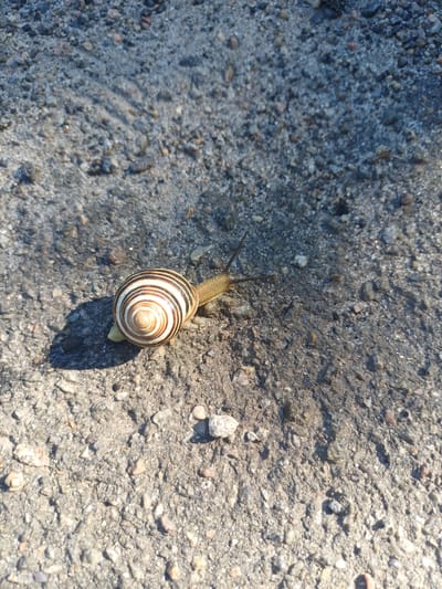 A snail with a striped shell is on a textured, gravelly surface, possibly a pathway or road, bathed in bright sunlight. The snail is positioned in the lower left quadrant of the image, with its body extended and its antennae visible. The shell exhibits alternating bands of light brown and white. A shadow of the snail is cast to its left. The environment appears to be outdoors, with the ground composed of small stones and dirt. There is no indication of the specific location within Trypillia, Ukraine, other than the general description of the ground surface. No people are present in the image.