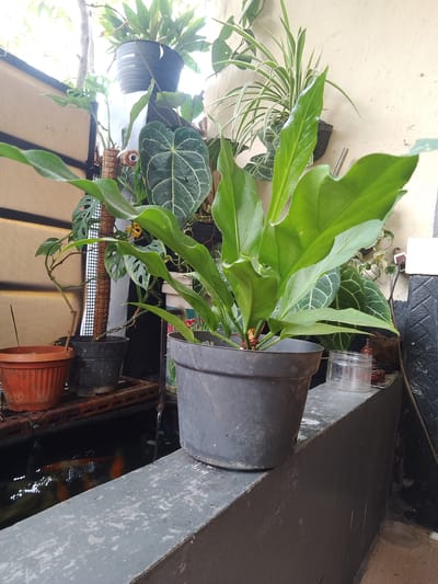 A close-up, eye-level shot captures an indoor plant display in what appears to be a residential setting in Jonggol, Indonesia. The main subject is a large, lush green plant with broad, heart-shaped leaves, potted in a dark gray plastic container. This plant is positioned prominently in the foreground, slightly off-center to the right, and is the largest and most detailed element in the image.
Behind and to the left of the main plant, other potted plants are visible. These include a plant with distinctly patterned, dark green leaves with white veins, and another with smaller, perforated green leaves. To the far left, an orange terracotta pot sits on a rusty metal shelf. Beneath this shelf, a dark body of water is visible, with orange and white koi fish swimming within it. The water appears to be part of a small pond or water feature.
The background consists of a textured, cream-colored wall, and a woven brown material that may be a screen or fence. A thin, white pipe or support structure is visible running vertically behind some of the plants. The lighting suggests it is daytime, with natural light illuminating the scene. The overall impression is one of a well-maintained, perhaps personal, collection of tropical plants, likely situated in a covered outdoor area or a bright indoor space that mimics an outdoor environment. There are no people present in the image.