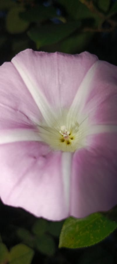 The image is a close-up, vertical shot of a pink and white flower, possibly a bindweed, with a dark background of leaves and foliage. The flower's petals are a soft pink with white streaks radiating from the center. The center of the flower is a lighter yellow-green with small, darker reproductive parts visible. The lighting is soft, highlighting the delicate texture of the petals. The background is out of focus, with dark green leaves and some hints of blue sky. There are no people or objects other than the flower and surrounding vegetation visible. The location is identified as Мерчалово Снт, Russia.