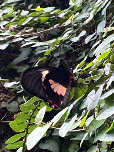 A butterfly with black wings and pink and white markings rests on a vine with rounded leaves. The background consists of more of the same vine, with some branches and leaves appearing lighter in color. The location is not discernible from the image alone, therefore I cannot provide location details within Konya, Turkey.