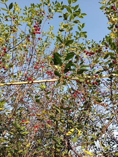 A low-angle shot captures a dense cherry tree laden with ripe, red cherries against a clear blue sky. The branches are heavily laden with the fruit, some clusters appearing particularly abundant. Sunlight dapples through the leaves, highlighting the vibrant red of the cherries and the green of the foliage. A thick, yellowish bamboo pole runs horizontally across the middle of the frame, appearing to support or separate sections of the branches. The overall impression is one of abundance and ripeness, suggesting a bountiful harvest.