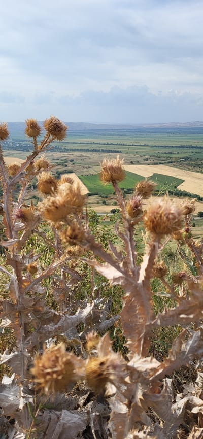 The image is a vertical, slightly tilted photograph taken outdoors, focusing on dried thistle plants in the foreground with a landscape in the background. The thistles are a light brown color, with spiky leaves and seed heads, some appearing fluffy. They are positioned in the lower half and center of the frame, creating a blurred bokeh effect.
Behind the thistles, a vast expanse of agricultural fields stretches into the distance. There are patches of golden-yellow fields, likely ripe grain, interspersed with vibrant green fields. A thin, dark line, possibly a road or a track, winds through the fields. Further in the distance, rolling hills are visible, with a hazy, muted green and brown topography. The sky is partly cloudy, with patches of blue and white clouds, suggesting daylight.
The overall impression is one of a rural landscape under a bright sky, with the dried thistles framing the view. There are no people or animals visible in the image. The scene depicts a natural environment with agricultural activity. The location is identified as the city of Сырымбет, Kazakhstan.