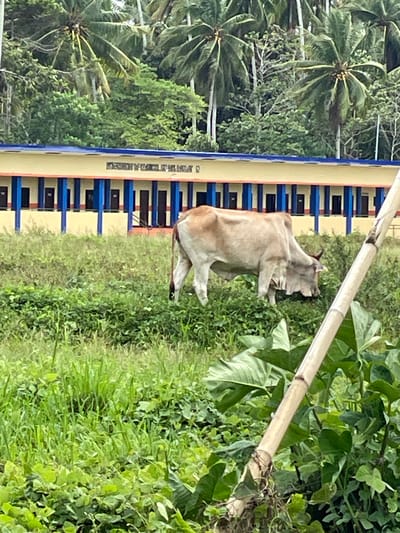 A cow stands on a grassy verge adjacent to a two-story building. The building has a beige exterior with repeating blue window frames. Palm trees are visible behind the building, suggesting a tropical environment. A bamboo pole is positioned diagonally across the scene in the foreground, with thick foliage and vegetation filling the right side of the frame. This image appears to be taken in Hijo, Philippines.